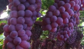 葡萄都有哪些品种 葡萄有哪些品种